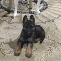 ژرمن ورک لاین