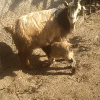 فروشی بز با بزغاله گوسفند جوان شیری