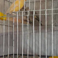 جوجه سهره قناری ۲۳روزه