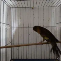 قناری ماده بلند|پرنده|همدان, |دیوار