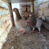 کبوترجفتی پرشی|پرنده|اقبالیه, |دیوار