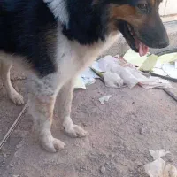 دیروز در محدوده رباط کریم گم شده|حیوانات|تهران, یافت آباد شمالی|دیوار