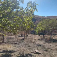 زمین کشاورزی قزوین|فروش زمین و ملک کلنگی|کوهین, |دیوار