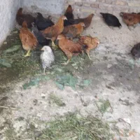 جوجه رسمی
