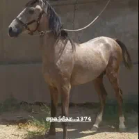 اسب نریان|اسب و تجهیزات اسب‌سواری|کنگاور, |دیوار