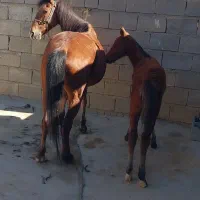 اسب مادیان ۷سال