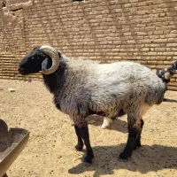 فروش بره قوچ