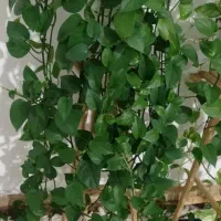 پتوس هدیه روزمادر