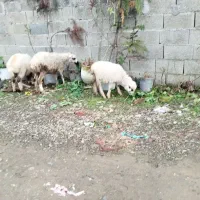 ۳عددگوسفند|حیوانات مزرعه|ماسال, |دیوار