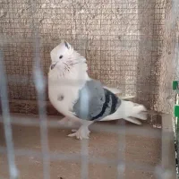 پاپر گمشده.خورموج