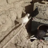 تکدوم . پرشی|پرنده|کبودرآهنگ, |دیوار