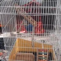 قفس پرنده|لوازم جانبی حیوانات|منجیل, |دیوار