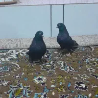 کبوتر دوتا ماده