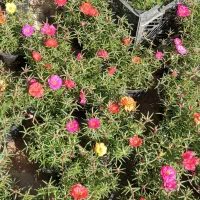 گل ناز آفتابی