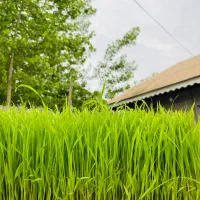 نشا هاشمی(توم)