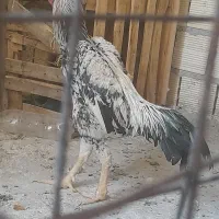 خروس لاری جوان