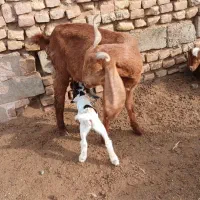 ۹تا بز زاییده همه جوان وشیرا|حیوانات مزرعه|سبزوار, رباط|دیوار