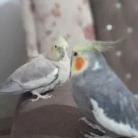 عروس هلندی مولد اهلی وسخن گو|پرنده|ماکو, |دیوار