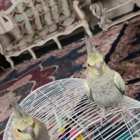 یک جفت عروس هلندی گلباقالی رام رام  با قفس