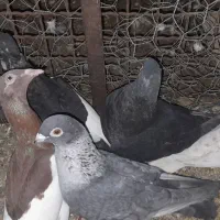 کبوتر نر و ماده