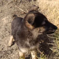 توله ژرمن شپرد اصیل