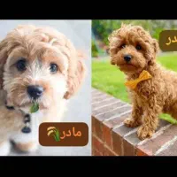 سگ پاکوتاه|سگ|کرج, باغستان|دیوار