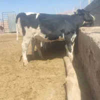 ۹ راس گوساله تلیسه صنعتی آماده تلقیح کوهبنان