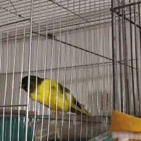 سلام قناری سالم سرحال قیمت توافقی