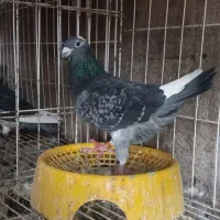 نر کبوتر پلاکی  بلژیک وارداتی
