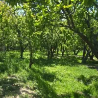 باغچه-سند-تک-برگ-6-دانگ-چهاردیوار
