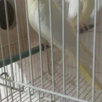 عروس هلندی لوتینو|پرنده|زاوه, |دیوار