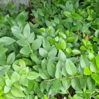 گل و گیاه زینتی ارزان قیمت با کیفیت‌ بالا|گل و گیاه طبیعی|چابکسر, |دیوار