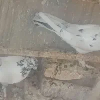 3 جفت کفتر پرشی بشرط