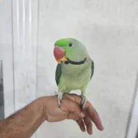 شاه طوطی طوطی ملنگو عروش کوتوله مرغ عشق