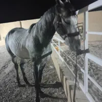 نریان ۷ساله درشت صیح سلامت مخصوص سواری آزاد پرش|اسب و تجهیزات اسب‌سواری|تهران, آشتیانی|دیوار