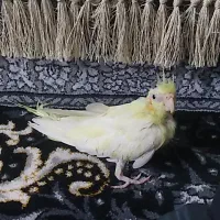 جوجه عروس کاشمر|پرنده|کاشمر, |دیوار