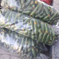 خیارسبز تازه 3کیلو 100000تومن