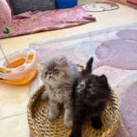 پرشین مشکی سیاه سوخته