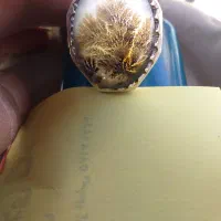 انگشتر شجر سوزنی