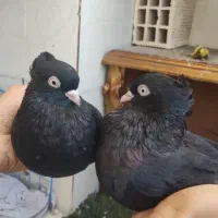کبوتر سیاه آبادانی|پرنده|خورموج, |دیوار
