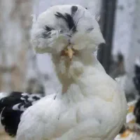 مرغ عروسکی نژاد سلطان          (نزدیک تخم گذاری)