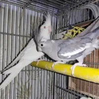 عروس ماده وایت فیس|پرنده|محمدیه-قزوین, |دیوار