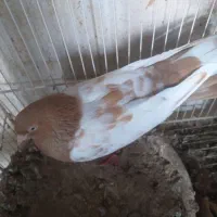 کبوتر سینه با ۲تا جوجشون