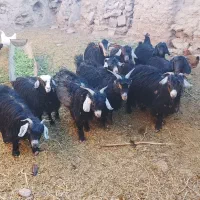 گوشت بزغاله و بره