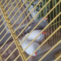 سه عدد فنج ماده