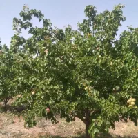 باغ میوه و گردو