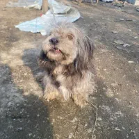 سگ پا کوتاه|سگ|گیلان غرب, |دیوار