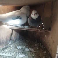 کفتر|پرنده|کرج, شهرک رضوانیه|دیوار