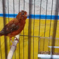 قناری سرخ|پرنده|شیراز, پودنک|دیوار