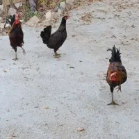 خروس محلی اصل|حیوانات مزرعه|مرودشت, استادیوم‎|دیوار